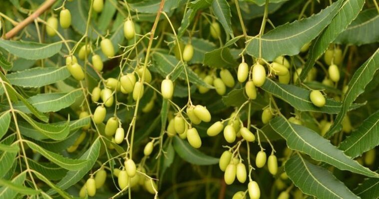 neem - απομακρύνει τα παράσιτα από το σώμα