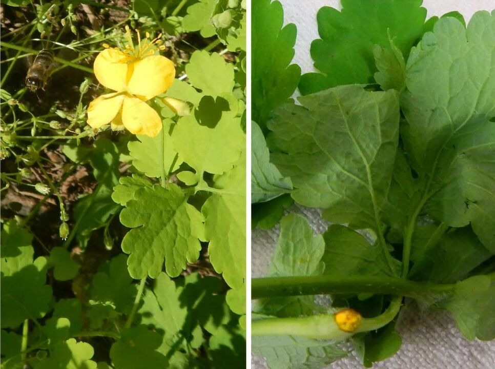 Celandine κατά των παρασίτων