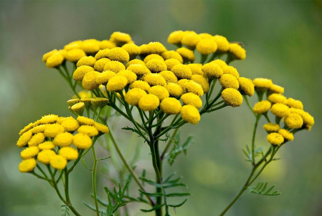 Tansy κατά των σκουληκιών στο σώμα